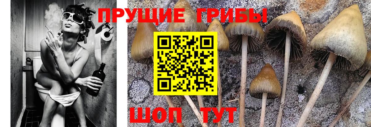 Ростов-на-Дону  Псилоцибиновые грибы Psilocybine cubensis  Вход с VPN  Галлюциногенные грибы Cubensis 